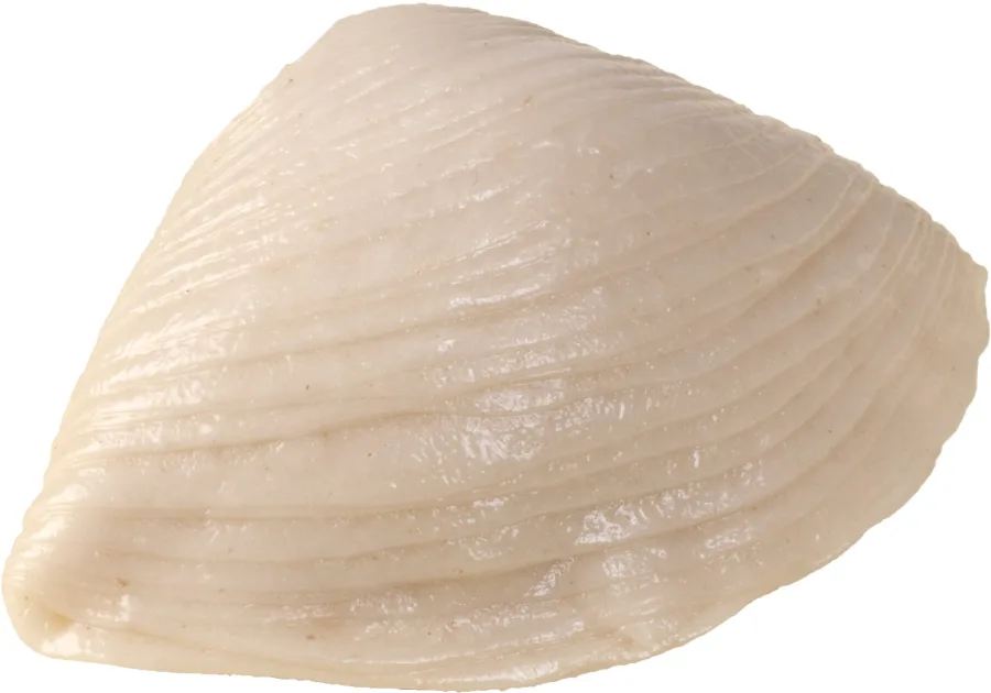 Immagine del prodotto SFOGLIATA NAPOLETANA