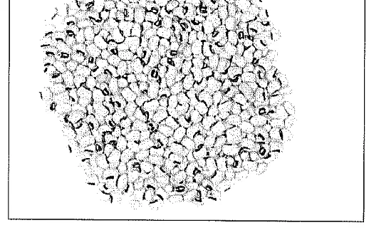 Immagine 1 del prodotto FAGIOLI ALL'OCCHIO NERO 0,800 KG