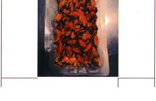 Immagine 2 del prodotto COZZE CILENE SGUSCIATE PRECOTTE SURGELATE 250G.