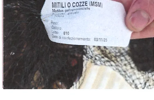 Immagine 1 del prodotto Mitili o Cozze(MSN) Mytilus galloprovincialis
