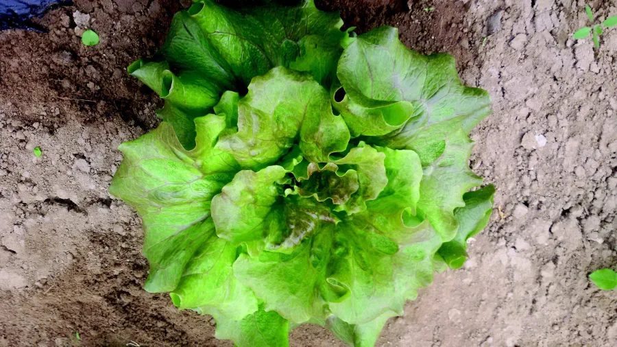 Immagine 1 del prodotto Insalata canasta / insalata cappuccia
