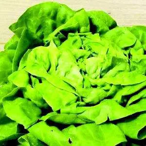 Immagine 2 del prodotto Insalata canasta / insalata cappuccia