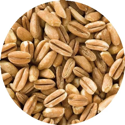 Immagine del prodotto GALLETTE DI FARRO