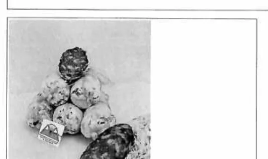 Immagine del prodotto SALAME SUINO BOVINO