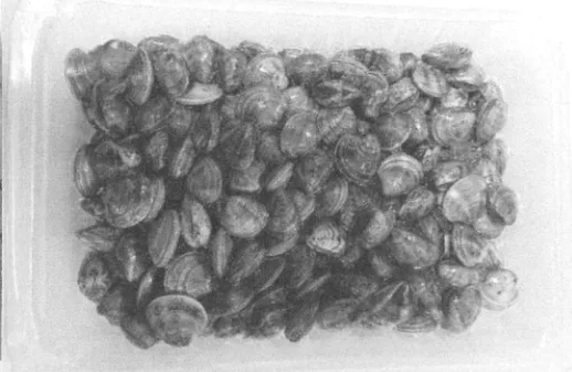Immagine 2 del prodotto VONGOLE O LUPINI SOTTOVUOTO 4x0.5 KG