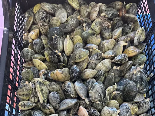 Immagine 2 del prodotto ARSELLE CUORE - VONGOLE VERACI MARCEDDI'