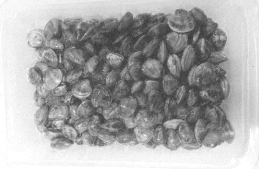 Immagine 2 del prodotto VONGOLE O LUPINI SOTTOVUOTO 4x0.5 KG