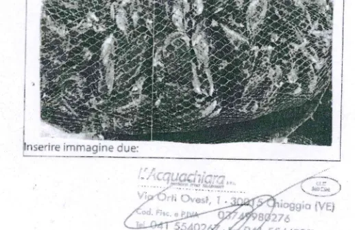 Immagine 2 del prodotto COZZE SPAGNA