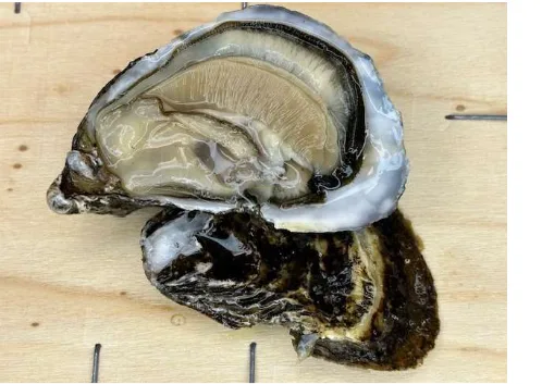 Immagine 2 del prodotto Ostrica concava di Sardegna "Shardana"