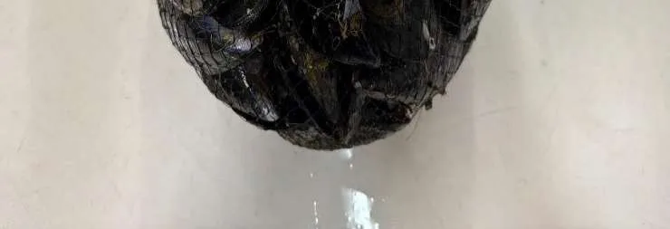 Immagine 2 del prodotto MITILI O COZZE (Mytilus galloprovincialis)