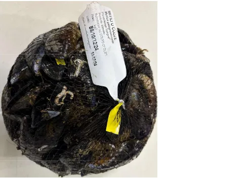 Immagine 2 del prodotto MITILI O COZZE (Mytilus galloprovincialis)