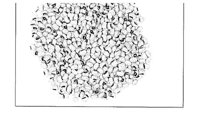 Confezione di FAGIOLI ALL'OCCHIO NERO 0,800 KG