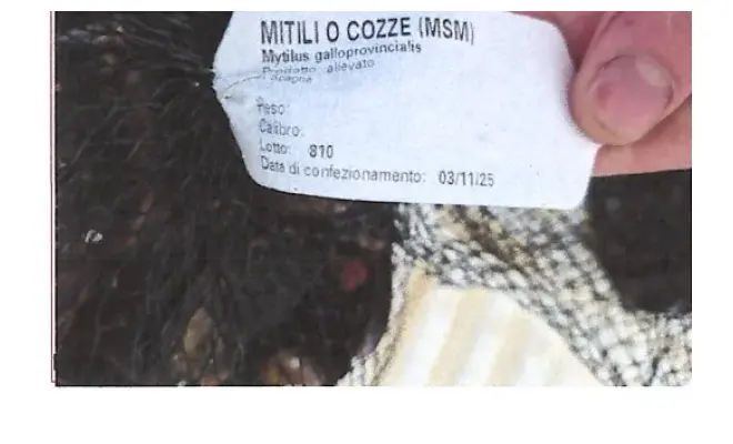 Confezione di Mitili o Cozze(MSN) Mytilus galloprovincialis