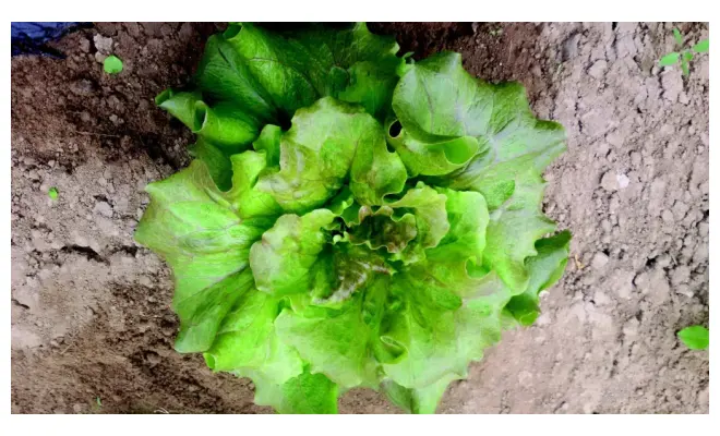Confezione di Insalata canasta / insalata cappuccia